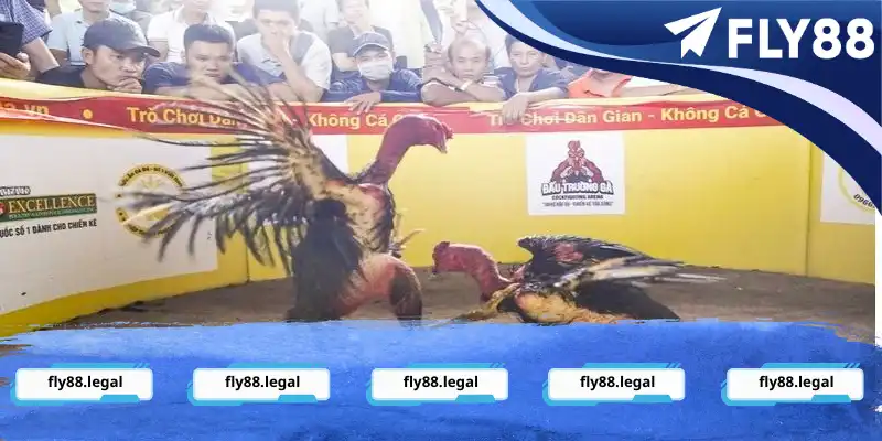 Giới thiệu về đá gà online dành cho người mới Giới thiệu về đá gà đá gà Bình Định online dành cho người mới